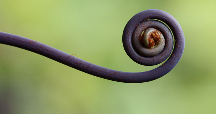 How is plant form and function controlled by the epigenome?