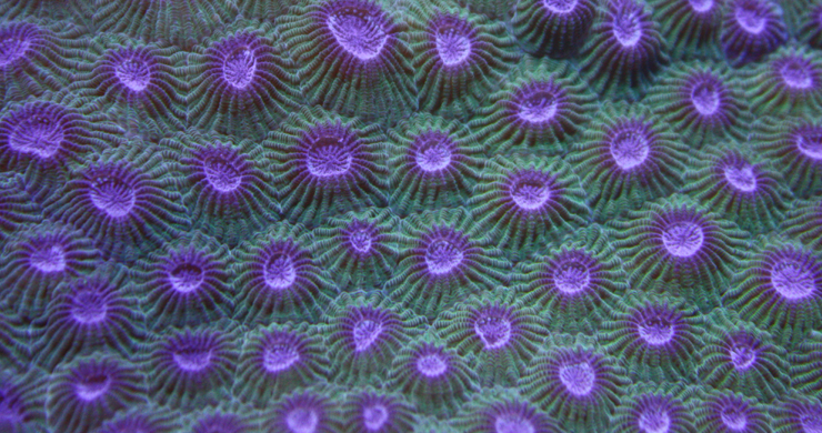 How does DNA methylation contribute to cell differentiation?