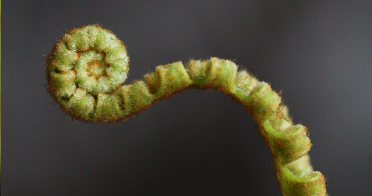 How is plant form and function controlled by the epigenome?