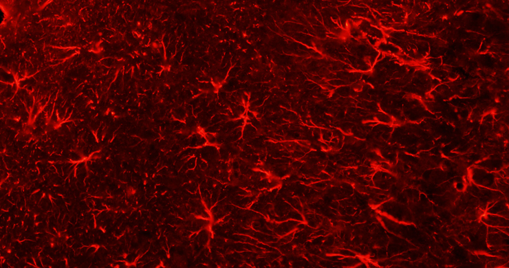 What is the contribution of the epigenome to development and disease?