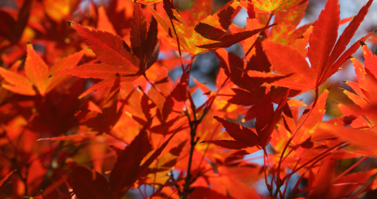 Can environmentally induced epigenetic changes be transmitted to the next generation?